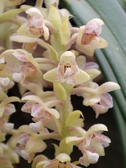 Mycaranthes floribunda, photograph author not stated, no rights reserved