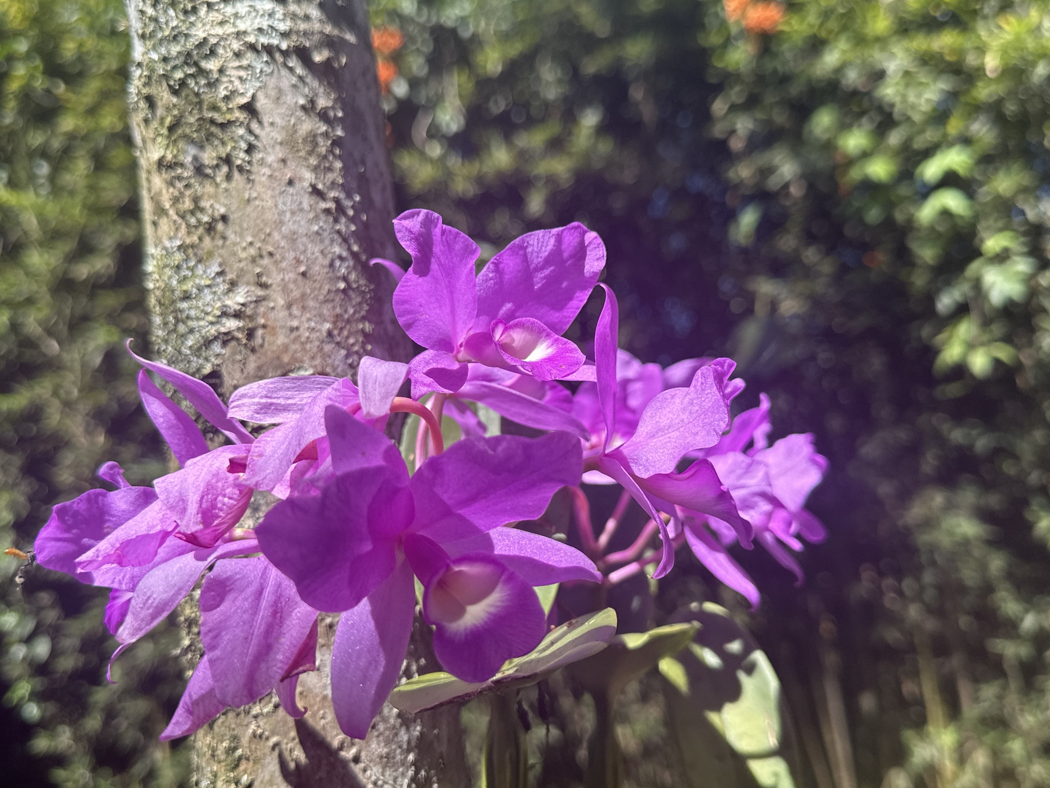 Imagem de Orquídea chocolate