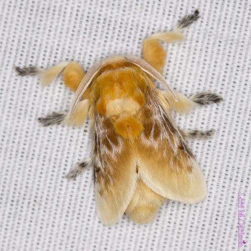 Southern flannel moth
