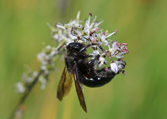 Xylocopa californica californica