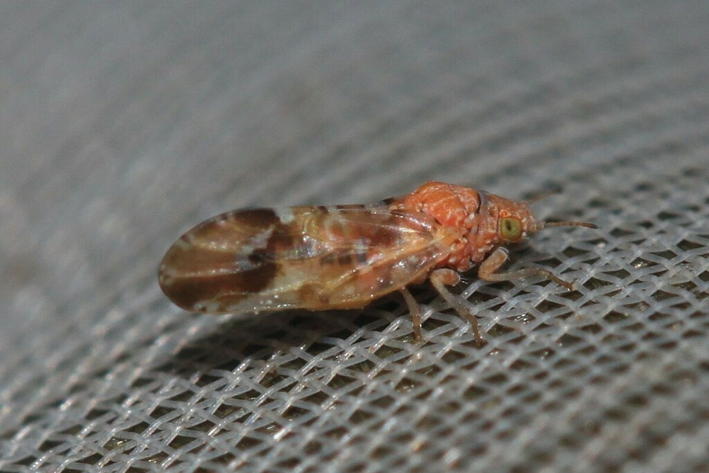 Colposcenia aliena