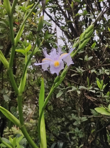 Image of Iris japonica by no rights reserved