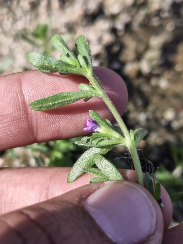 Image of Calibrachoa parviflora by (c) Abraham Sánchez Romero, some rights reserved (CC BY)
