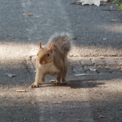 Sciurus carolinensis