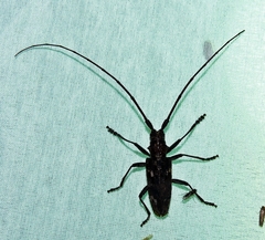 Monochamus carolinensis