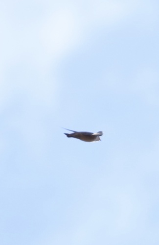 Eurasian crag-martin