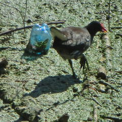 Gallinula chloropus
