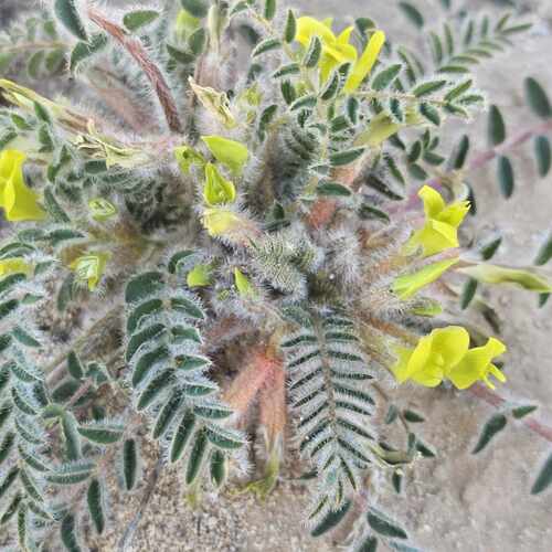Astragalus caprinus