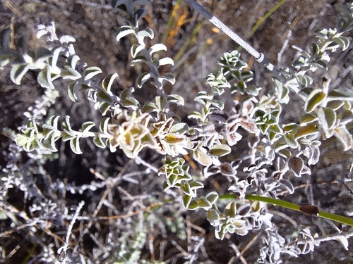 Image of Plecostachys serpyllifolia by (c) Adele SL, some rights reserved (CC BY)