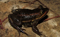Lithobates virgatipes