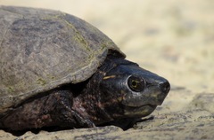 Kinosterninae
