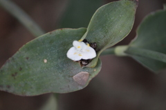 Tradescantia brevifolia