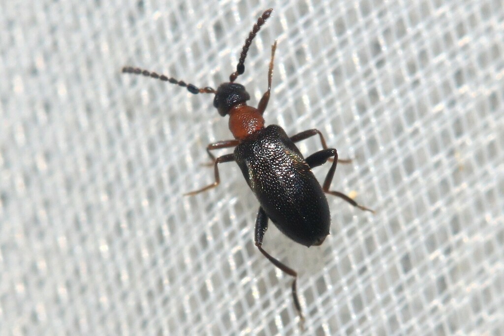 Anidorus sanguinolentus
