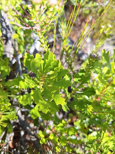 Image of Morella quercifolia by (c) Adele SL, some rights reserved (CC BY)