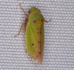 Ponana