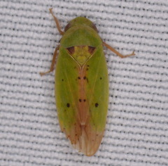Ponana