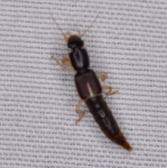 Pinophilus