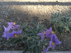 Solanum elaeagnifolium