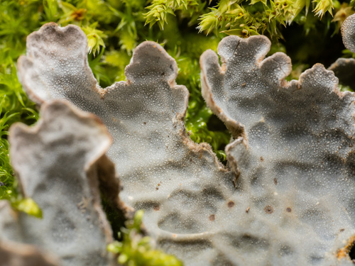 Textured Lung Lichen