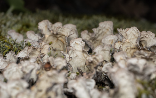 Textured Lung Lichen