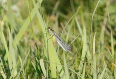 Coenagrion lunulatum