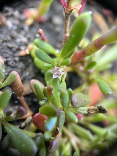 Slender seapurslane (Sesuvium maritimum)