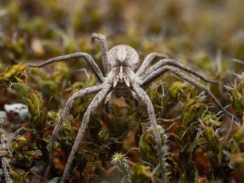 European Nursery Web spider photo 4