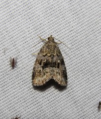 Protodeltote muscosula