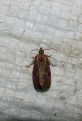 Evora hemidesma