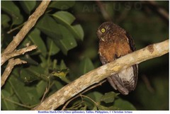 Ninox spilonotus