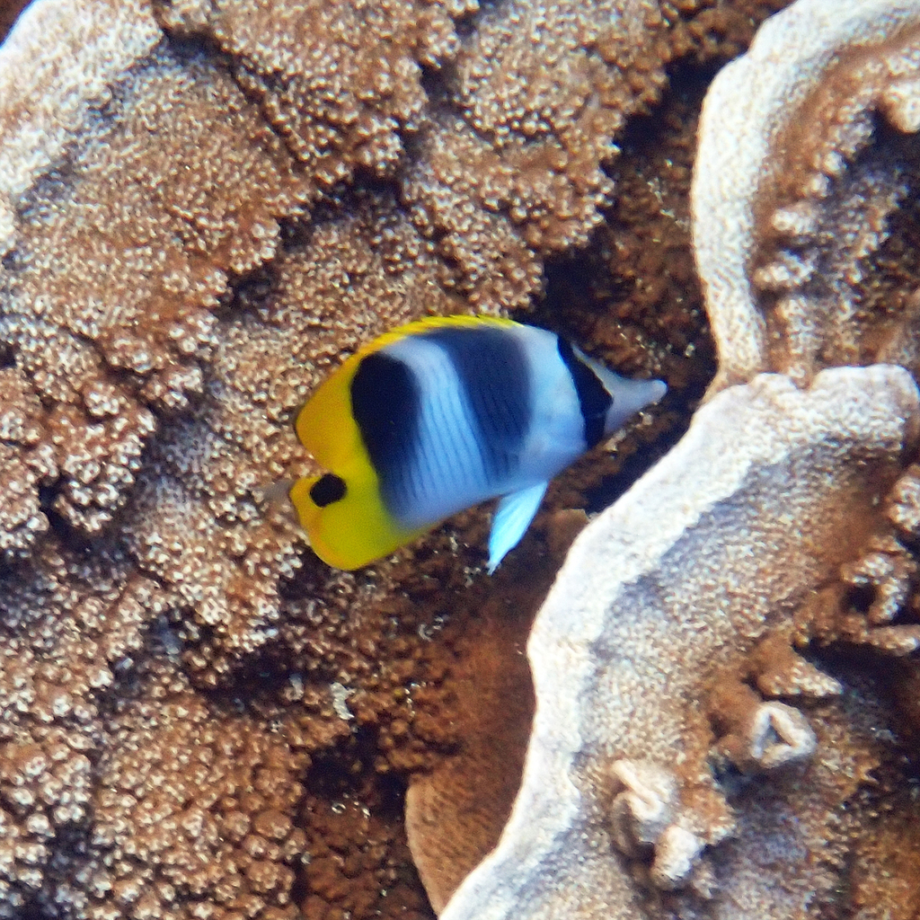 Pacific doublesaddle butterflyfish