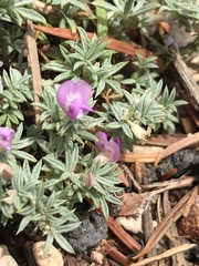 Astragalus kentrophyta
