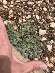 Astragalus kentrophyta