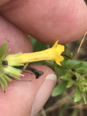 Lithospermum multiflorum