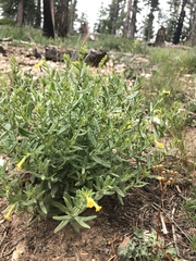 Lithospermum multiflorum