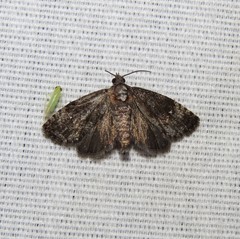 Gymnandrosoma punctidiscanum