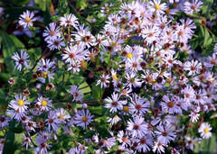 Symphyotrichum elliottii