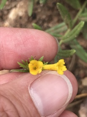 Lithospermum multiflorum