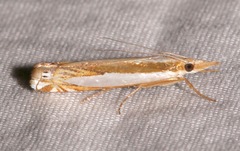 Crambus cyrilellus