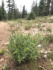 Lithospermum multiflorum