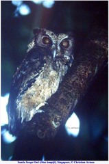 Otus lempiji