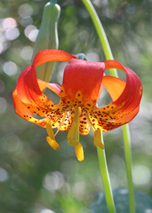 Lilium pardalinum shastense