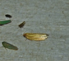 Sparganothis tristriata