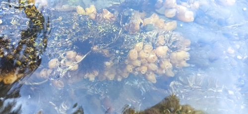 Pleated Sea Squirt