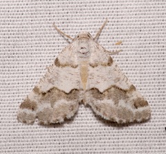 Macaria pallipennata