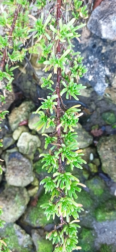 Golden Samphire
