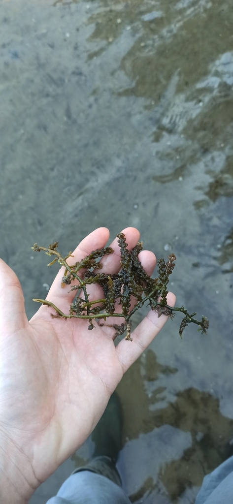 Caulerpa cylindracea