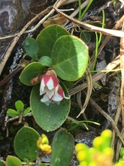 Gaultheria humifusa