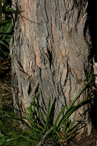 Eucalyptus obliqua