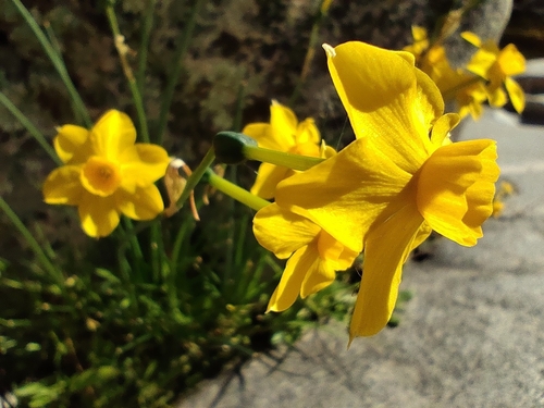 Image of Narcissus jonquilla by (c) Santiago Martín-Bravo, some rights reserved (CC BY)